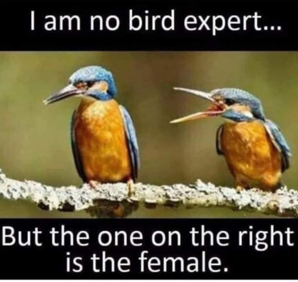 18002_bird2s.png