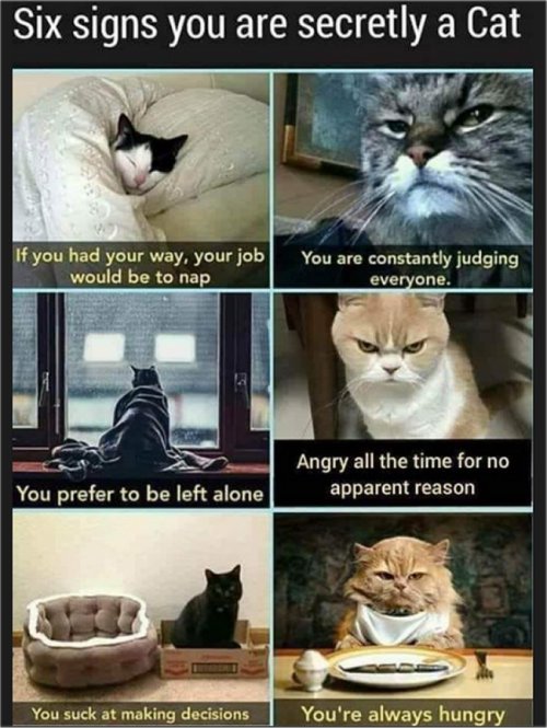 18107_caturday%206%20signs%20majorgeeks.jpg