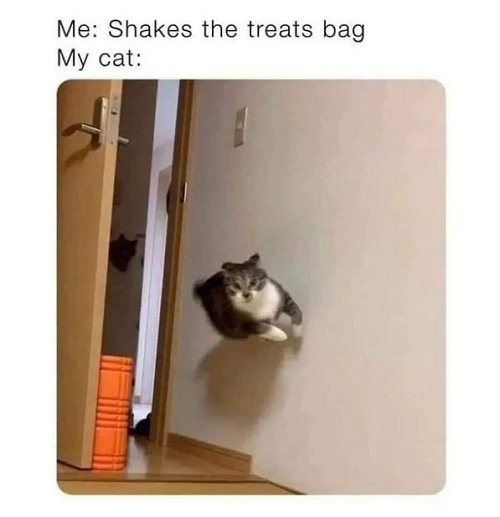 19149_caturday%20treats%20majorgeeks.jpg