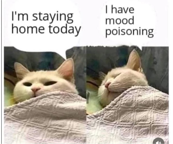 21042_caturdaymood%20poisoning%20majorgeeks.jpg