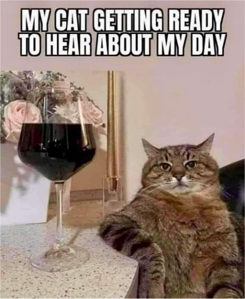 20177_caturday%20my%20day%20majorgeeks.jpg