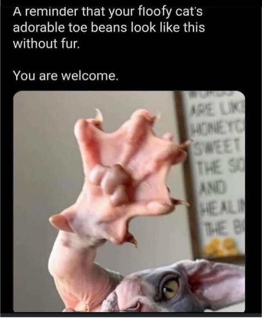 19077_caturday%20toe%20beans%20from%20hell%20majorgeeks.jpg