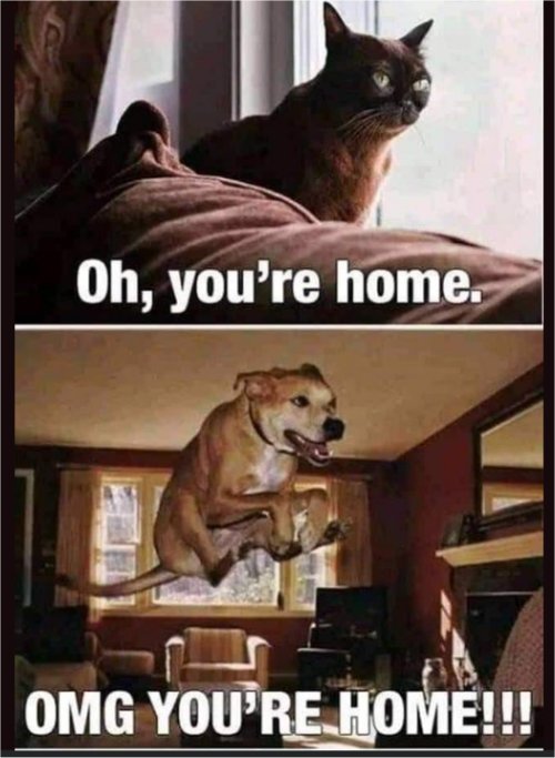 18713_home%20on%20caturday%20majorgeeks.jpg