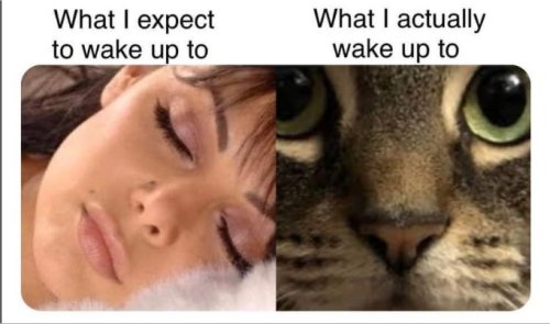 18332_caturday%20expectations%20majorgeeks.jpg