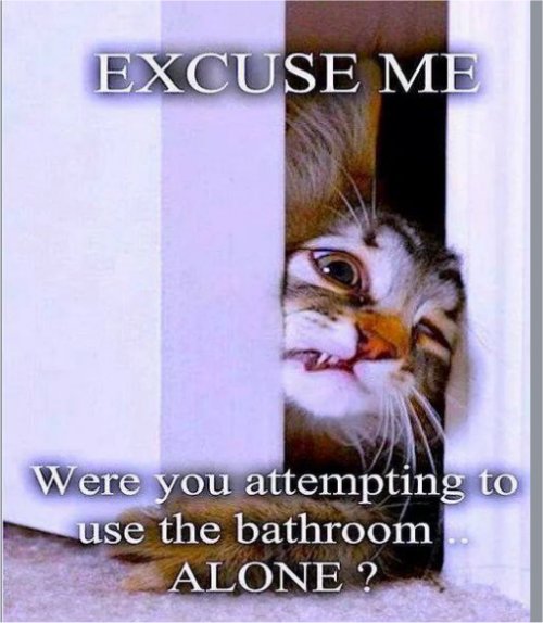 16381_never%20alone%20on%20caturday%20majorgeeks.jpg