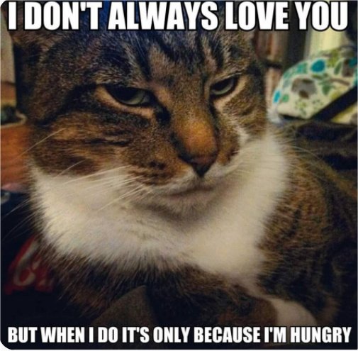 14760_caturday%20majorgeeks.jpg