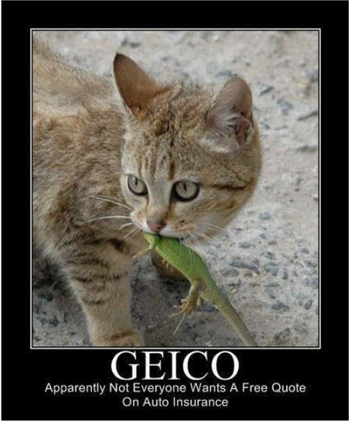 16558_caturday%20insurance%20majorgeeks.jpg