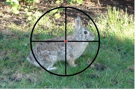 rabbitcrosshairs.jpg