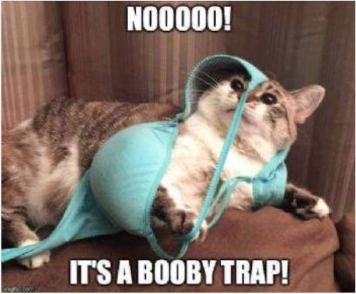 14285_trap%20caturday%20majorgeeks.jpg