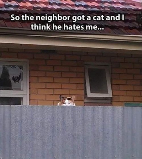 19252_caturday%20hate%20majorgeeks.jpg