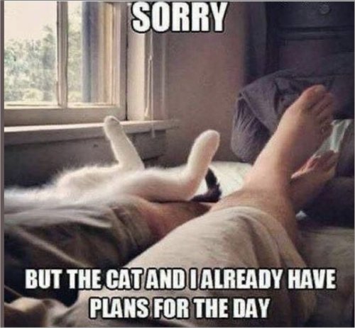 16382_caturday%20plans%20majorgeeks.jpg