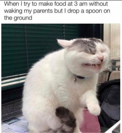 15032_3am%20caturday.jpg