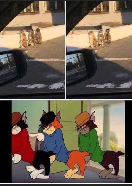 15875_thug%20caturday%20am%20majorgeeks.jpg