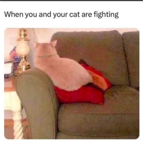 19102_cat%20fight%20caturdaymajorgeeks.jpg