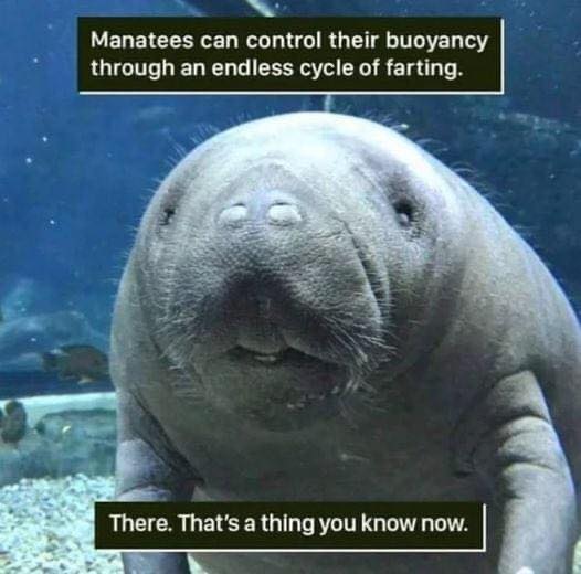 15050_manatee%20facts.jpg