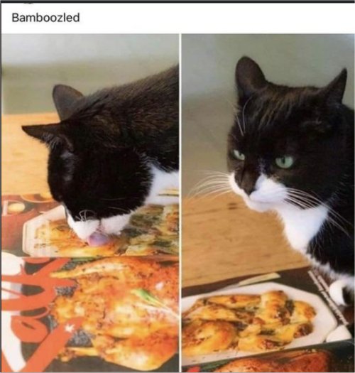 18024_bamboozled%20caturday%20majorgeeks.jpg