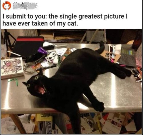 17449_best%20caturday%20photo%20majorgeeks.jpg