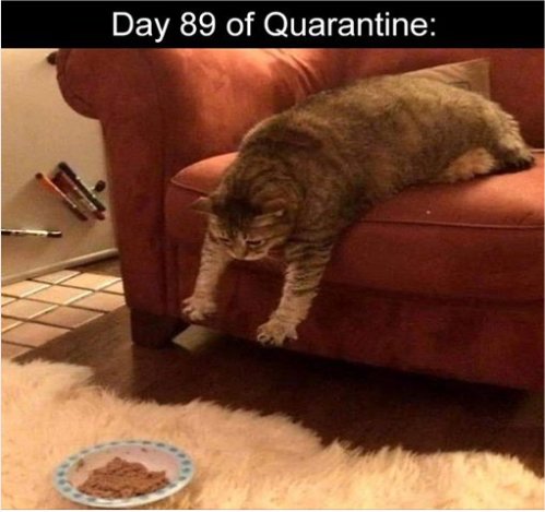 14258_a%201%20caturday%20q86%20majorgeeks.jpg
