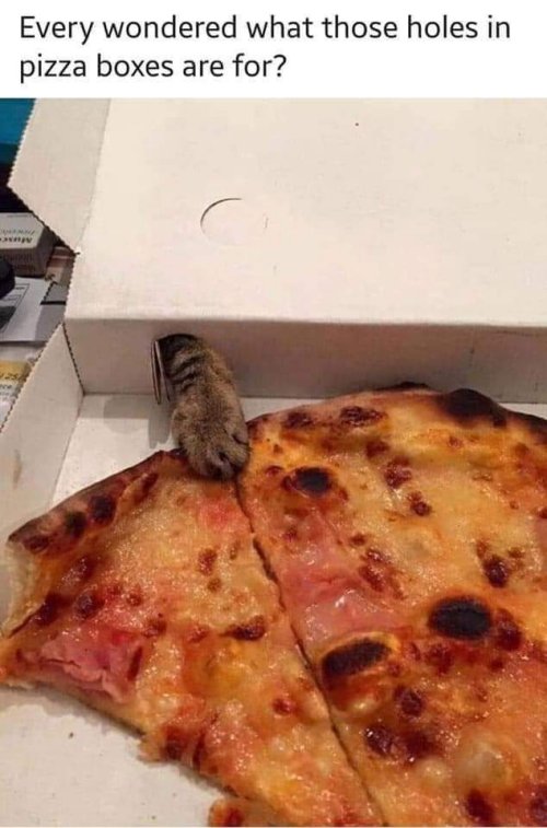 18801_pizza%20caturday%20%20majorgeeks.jpg