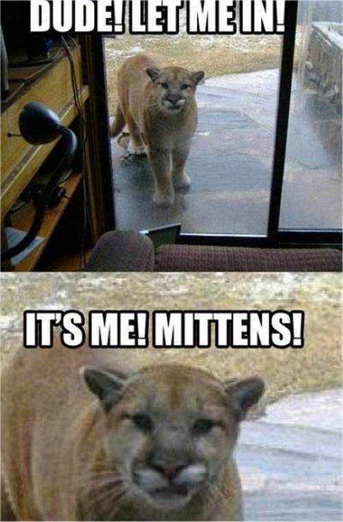 18234_mittens%20caturday%20majorgeeks.jpg