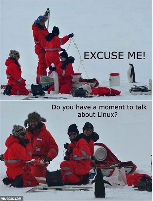 10187_penguin.jpg