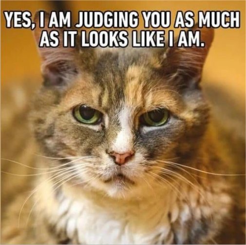 20449_caturday%20judger%20majorgeeks.jpg
