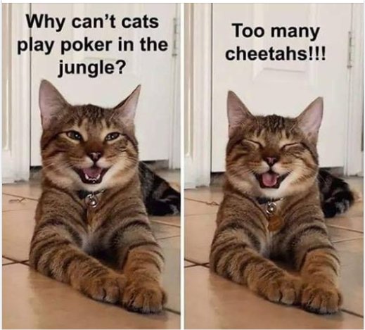 13816_caturday%20poker%20majorgeeks.jpg