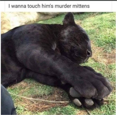 20225_caturday%20touch%20majorgeeks.jpg
