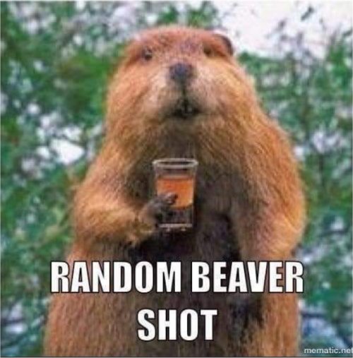 17732_beaver%20shot%20majorgeeks.jpg