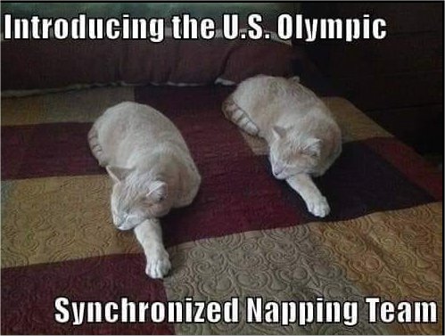 13282_caturday%20olympics%20majorgeeks.jpg