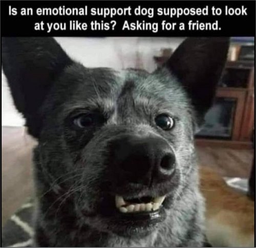 19287_emotional%20support%20dog%20majorgeeks.jpg