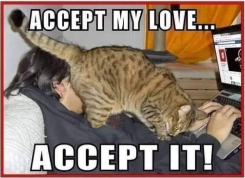 19031_love%20caturday%20majorgeeks.jpg