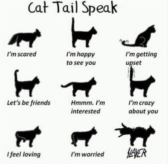 20951_tail%20speak%20caturdaymajorgeeks.jpg