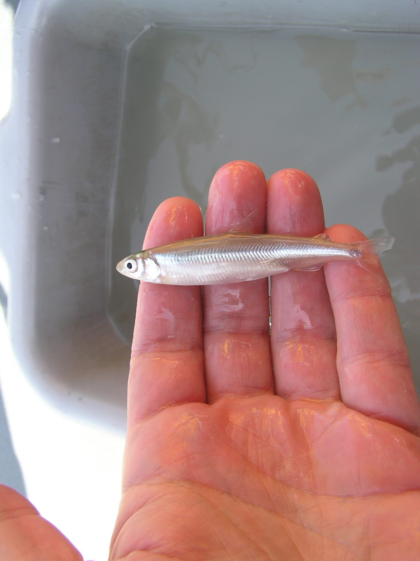 delta-smelt.jpg