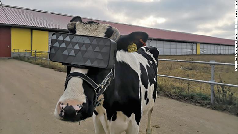 191126191056-01-cow-vr-goggles-russia-exlarge-169.jpg