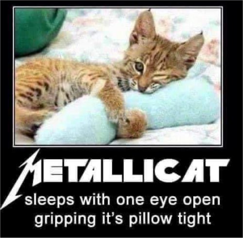 17976_heavy%20caturday%20majorgeeks.jpg