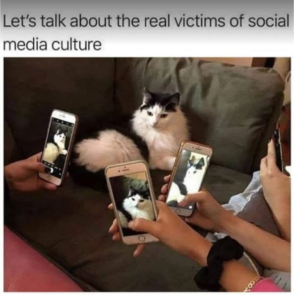 21337_caturday%20victim%20majorgeeks.jpg